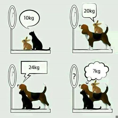 dog cat rabbit weight